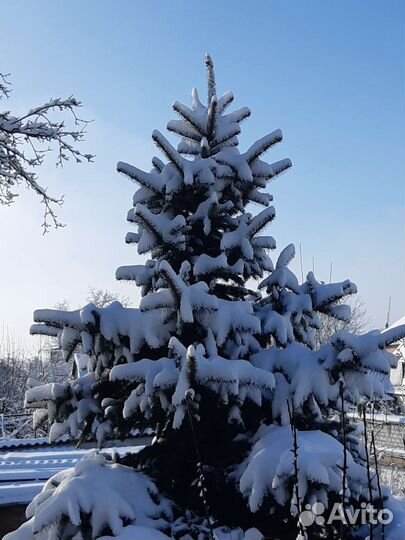 Ель голубая