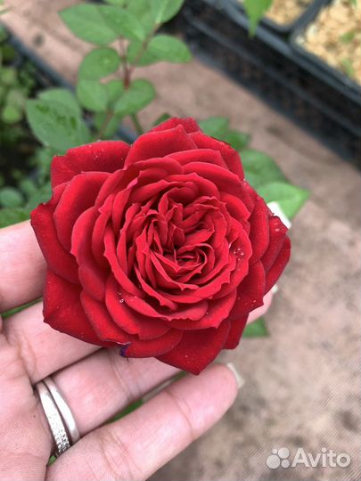 Роза бордюрная 30 см