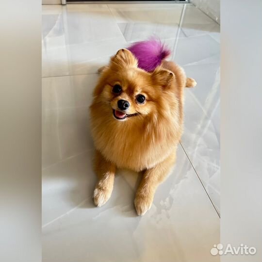 Груминг стрижка собак, тримминг, экспресс линька