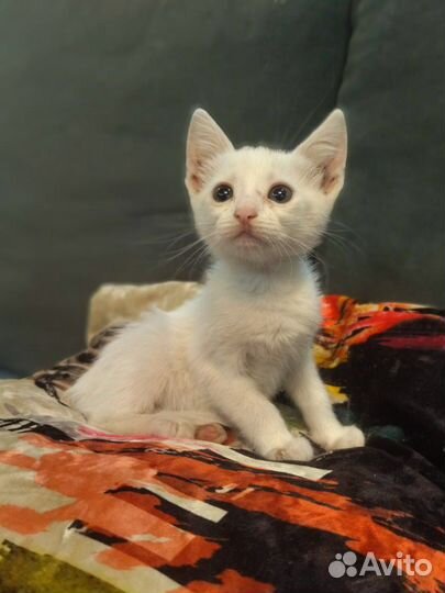 Кошка, котята