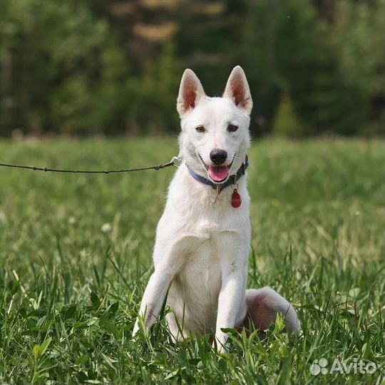Отдам собаку с эльфийской внешностью 43 в холке
