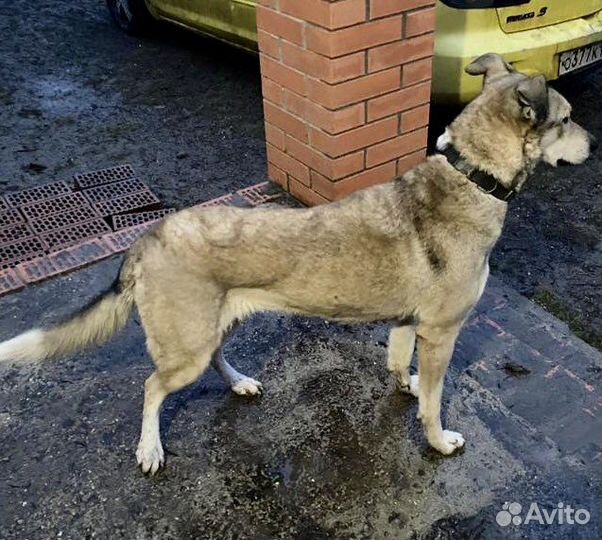 Собака в добрые руки
