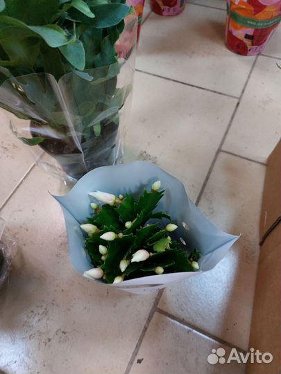 Комнатные растения