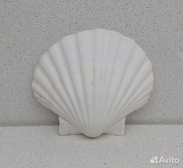 Гребешок 10,7*12,1 морская ракушка раковина