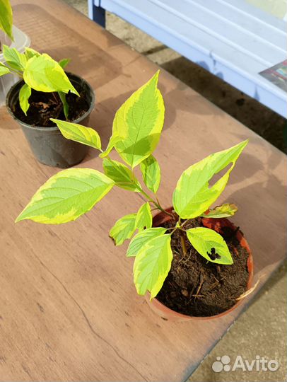 Дерен желтый