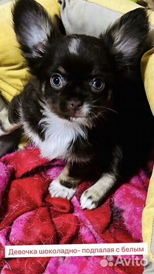 Длинношерстные щенки чихуахуа