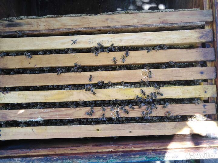 Продаю пчел