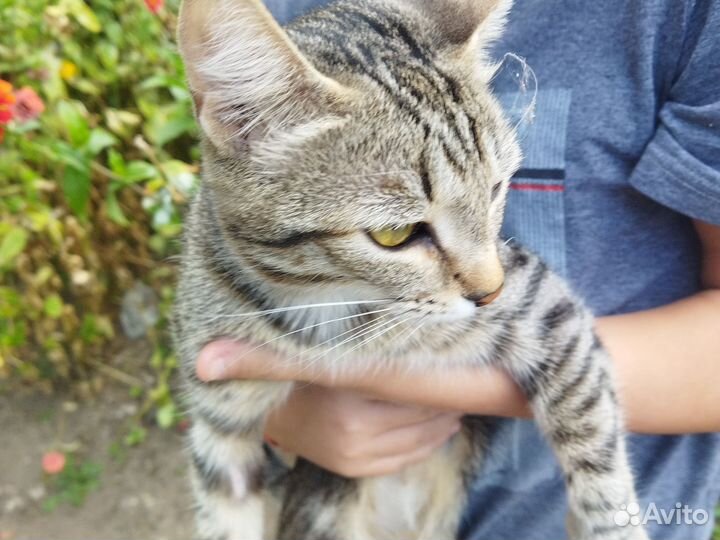 Кошка в дар