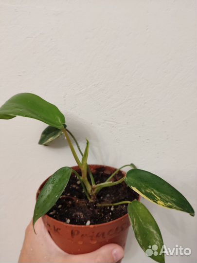 Филодендрон маска вариегатная