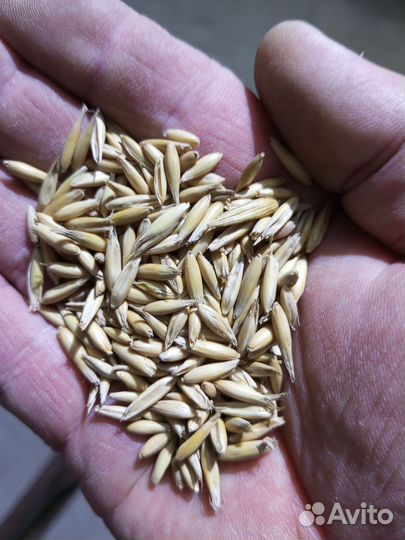 Овёс, корм для животных