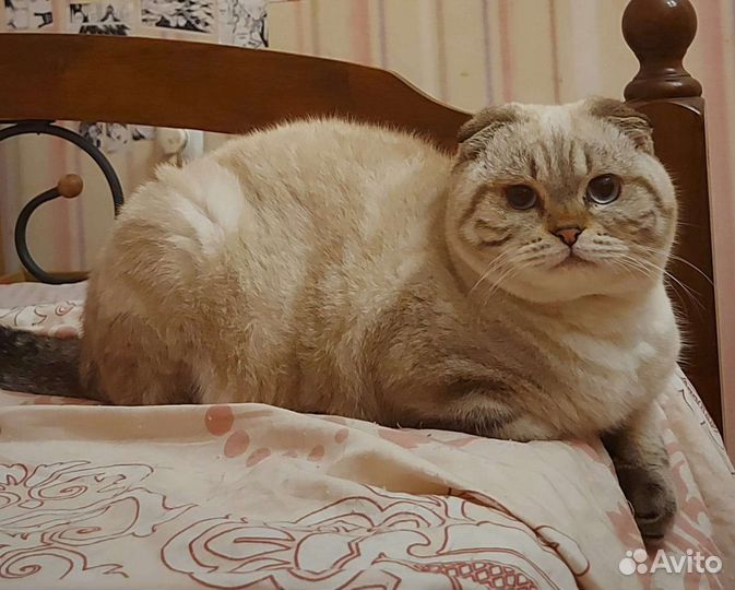 Достойные кавалеры ждут дам