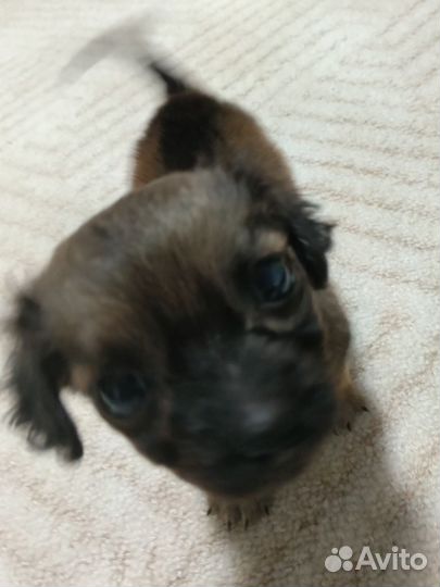 Маленькая собака пекинес