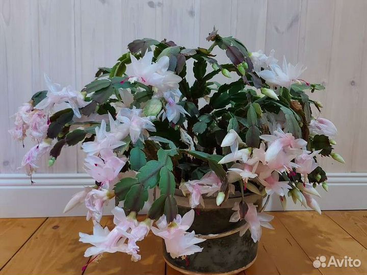 Декабрист шлюмбергера белый (цветущее растение)