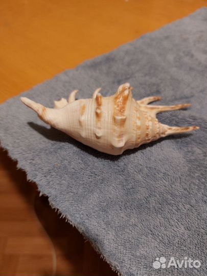 Ракушка Лямбис скорпиус