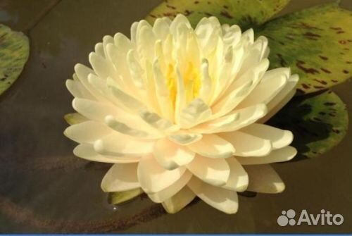 Растения для водоемов-редкие сорта кувшинок.лотосы