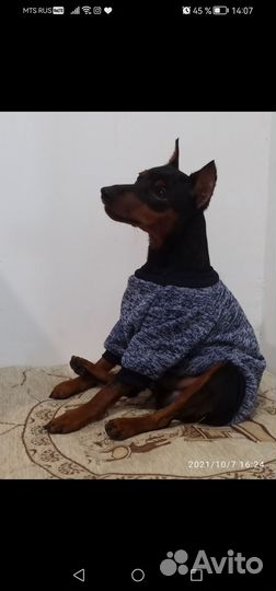 Одежда для кошек и собак