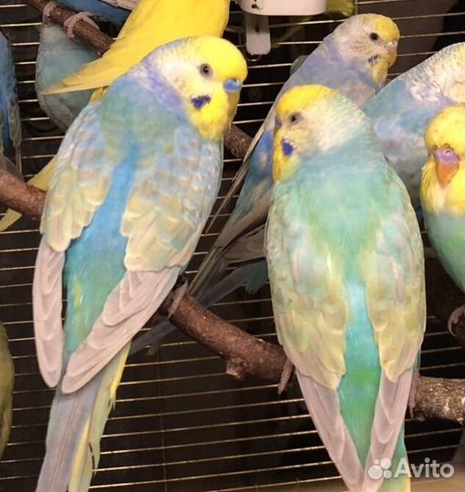 Птенцы волнистого попугайчика радужного окраса