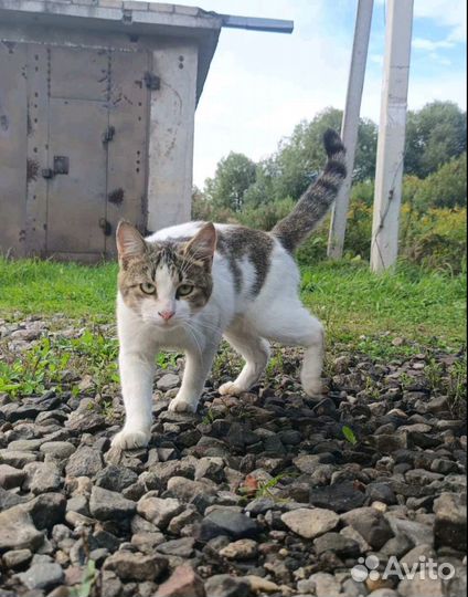 Огромный кот