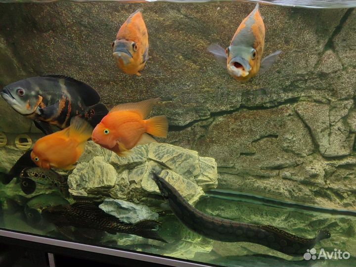 Рыбы, аквариумы