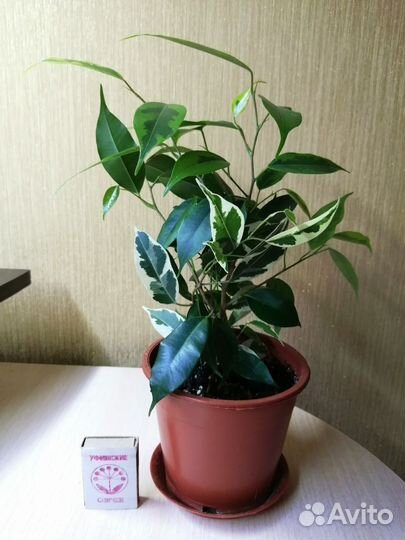 Фикусы бенджамина