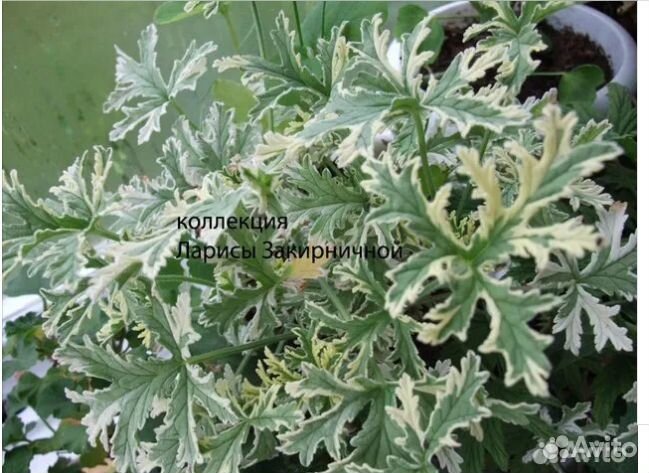 Душистые пеларгонии