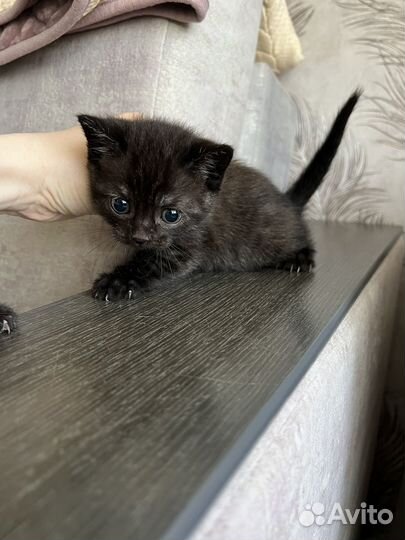 Шотландская