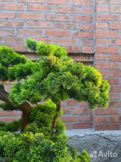 Бонсай искусственный / дерево для дома