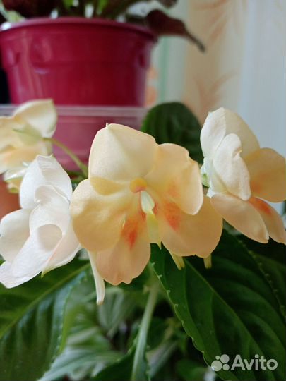 Бальзамин сортовой много сортов