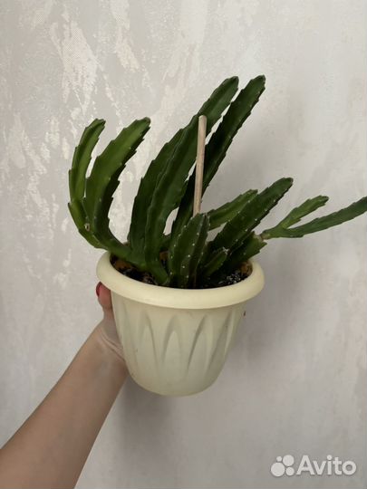 Кактус стапелия