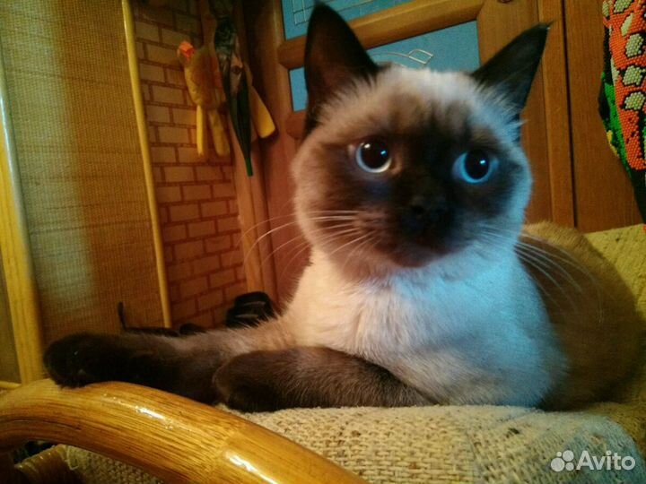 Очаровательный тайский кот Бози Жених Вязка Привит