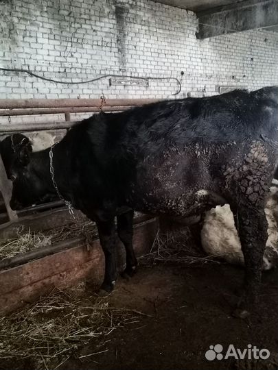 Племенные нетели