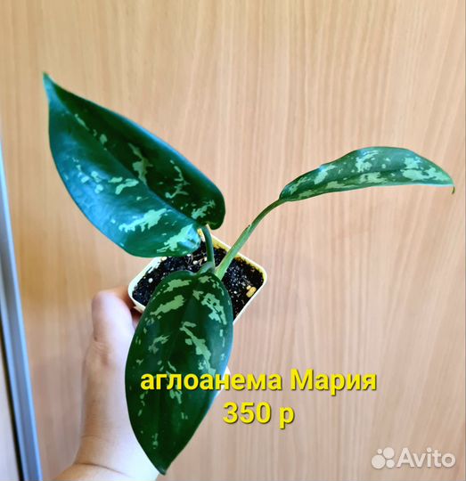 Аглоанема разные сорта
