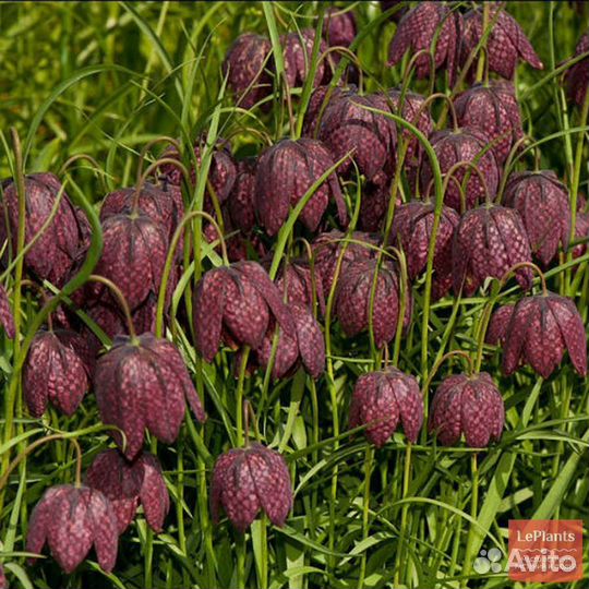 Луковицы рябчика