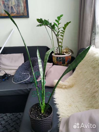 Комнатные цветы на выбор