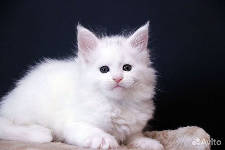 Мейн кун белый солид котик