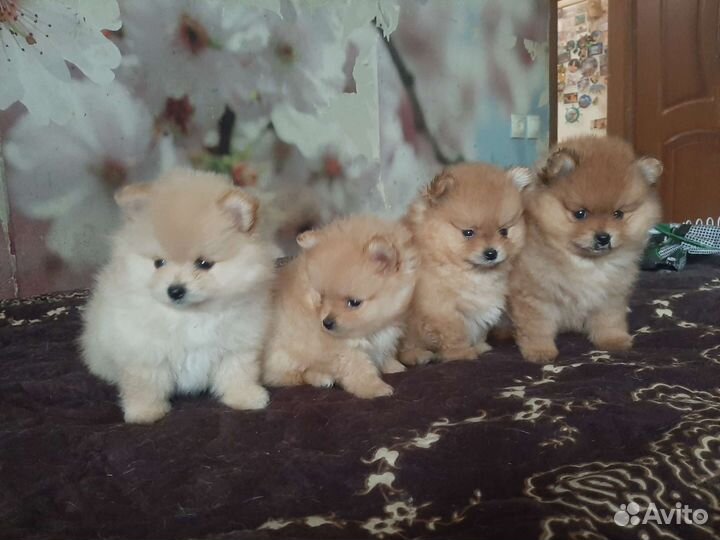 Померанский шпиц