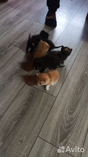 Котята в добрые руки