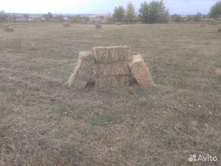 Сено люцерны в тюках