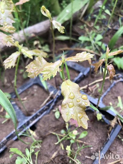 Дубки двухлетки Ю/З район