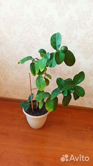 Лимонное дерево с плодами