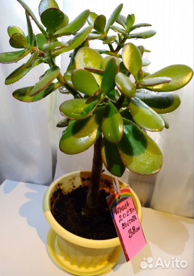 Толстянка/ Денежное дерево