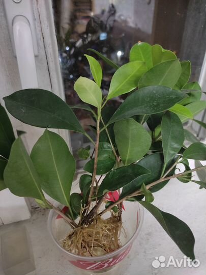 Фикус микрокарпа гинсенг