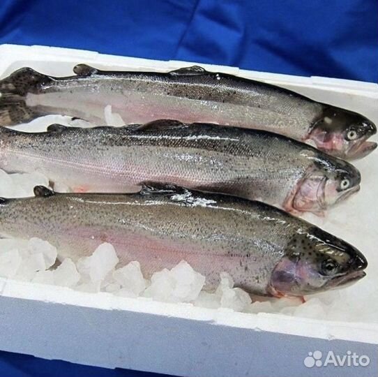 Форель из Карелии без предоплаты Тамбов Мичуринск