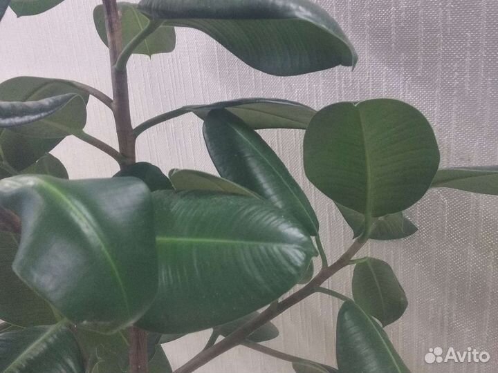 Фикусы. Робуста