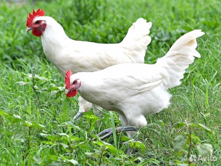 Куры несушки Кросс Коралл порода