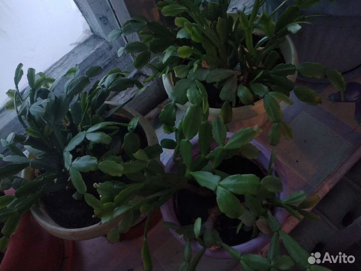 Цветок декабрист