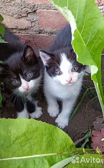 Котята в добрые руки бесплатно