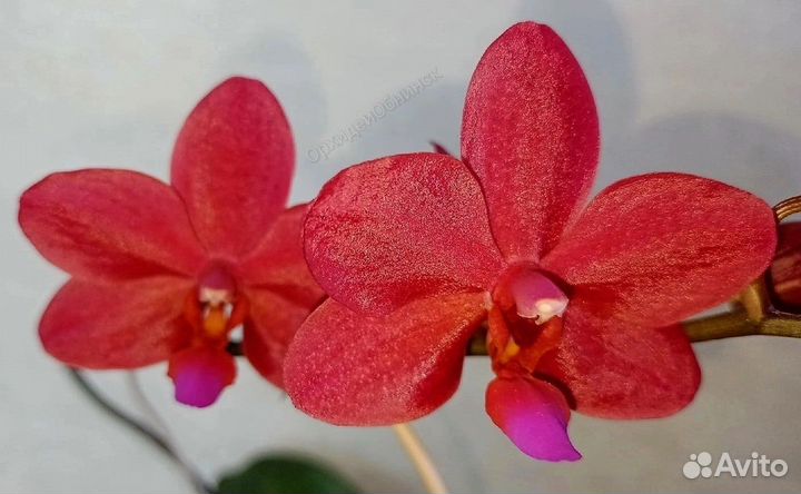 Орхидея Phal. Buddha's Treasure