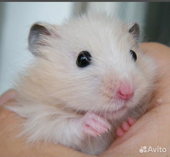 Джунгарские и сирийские хомячки и крыски