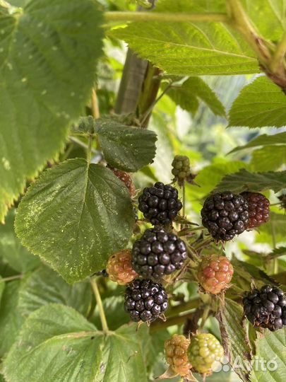 Саженцы ежевики садовой